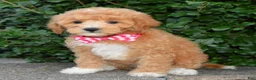 Cavapoo dogs for sale: Callie - Ad 4