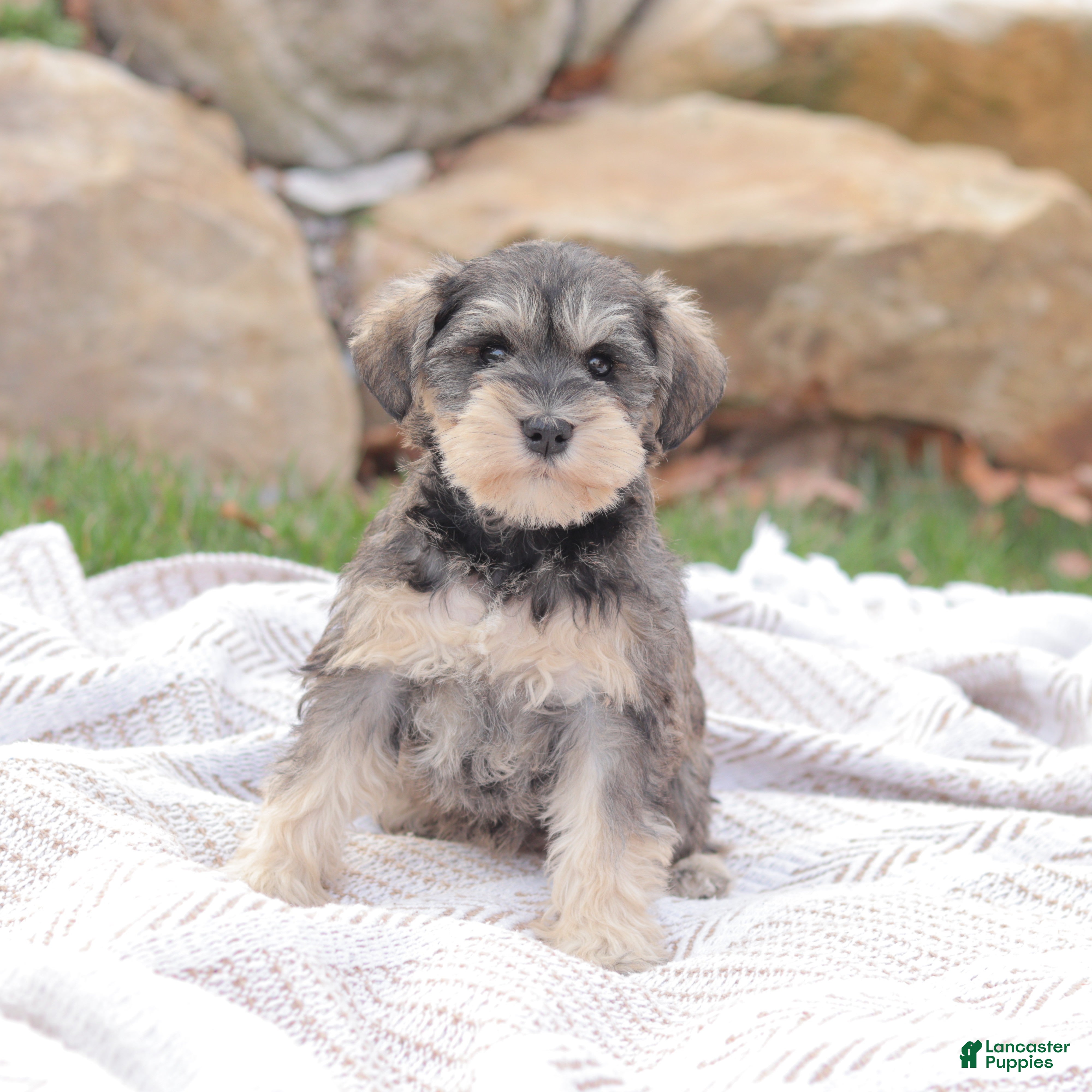 Miniature Schnauzer dogs Bring Me Sunshine - Ad 1