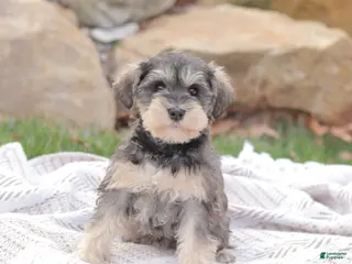 Miniature Schnauzer dogs for sale: Bring Me Sunshine - Ad 4