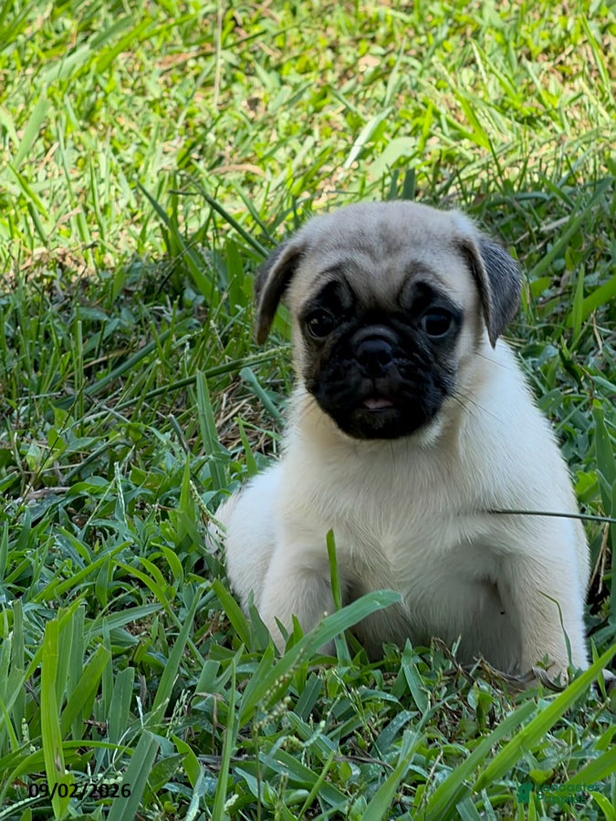 Pug dogs Luke - Ad 1