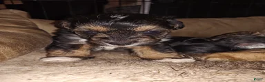 Mixed Breed 4