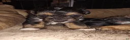 Mixed Breed dogs for sale: Mixed Breed 4 - Ad 1