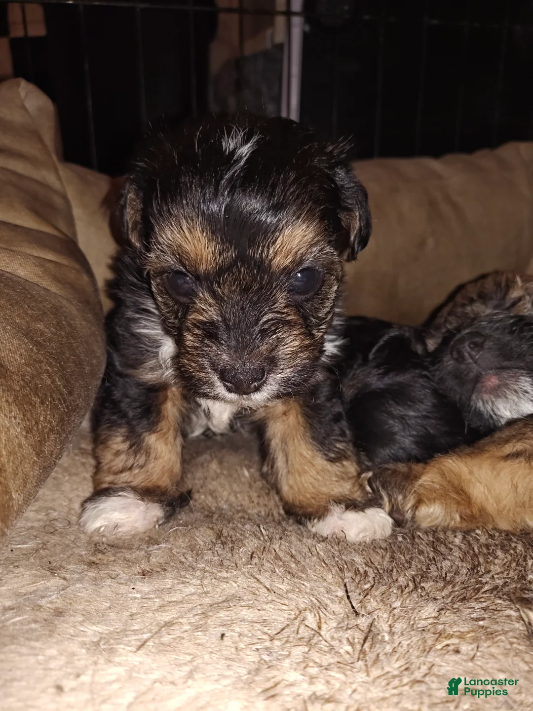 Mixed Breed dogs for sale: Mixed Breed 4 - Ad 1