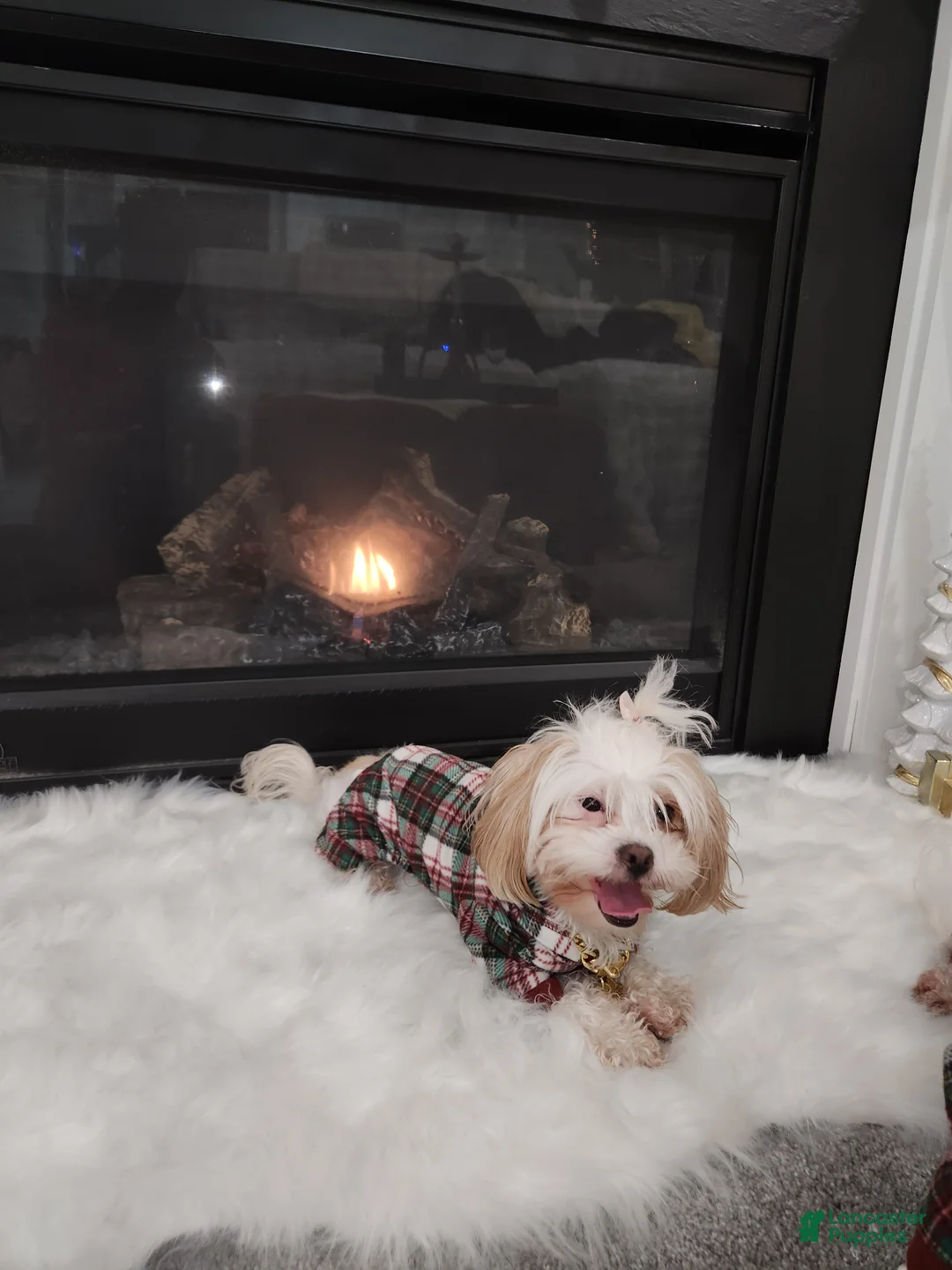 Shihpoo dogs for sale: Prince - Ad 3