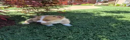 Welsh Corgi Pembroke dogs for sale: Grey - Ad 1