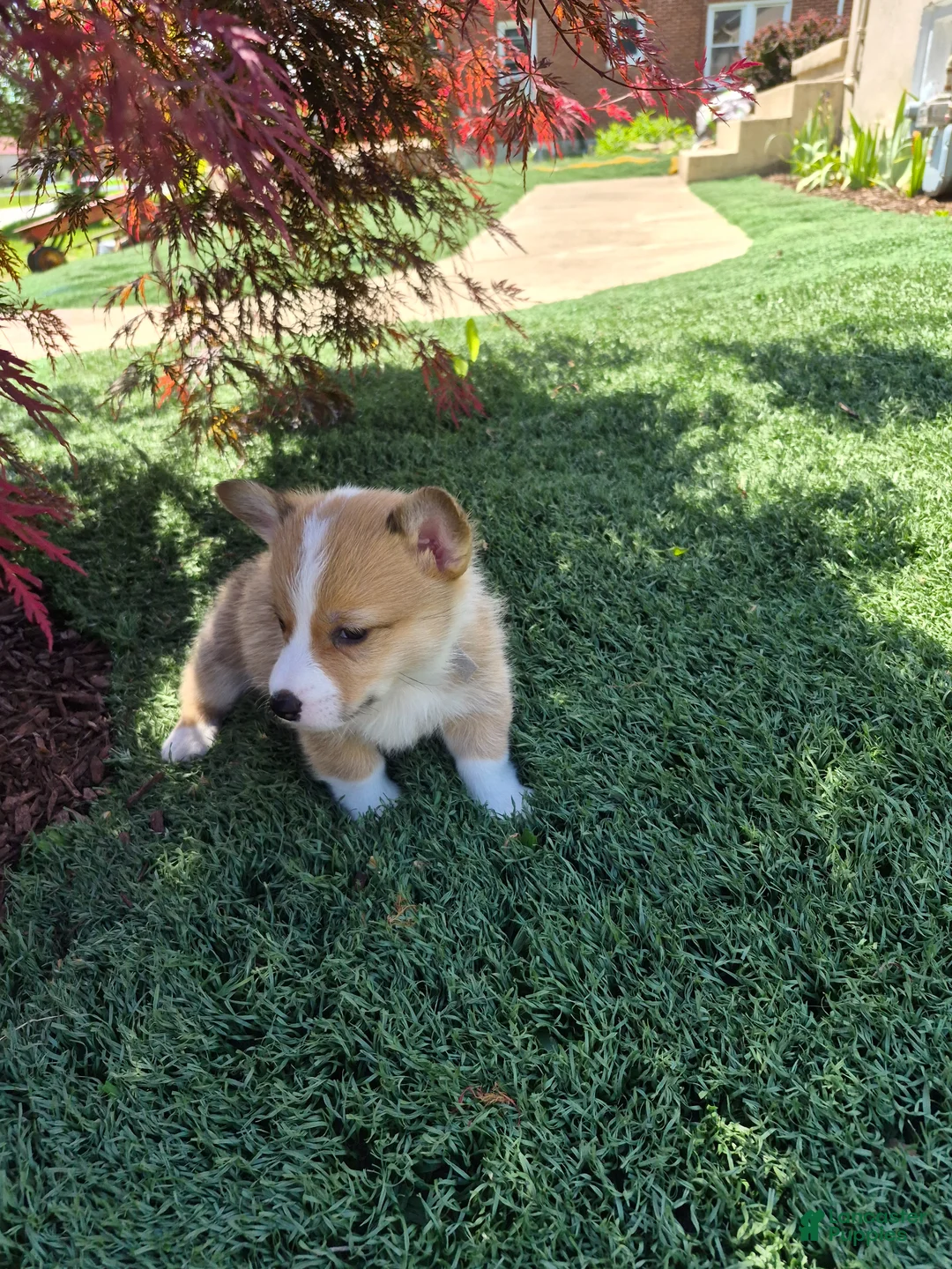 Welsh Corgi Pembroke dogs for sale: Grey - Ad 1