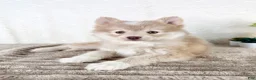 Pomsky dogs for sale: Wolfe - Ad 2
