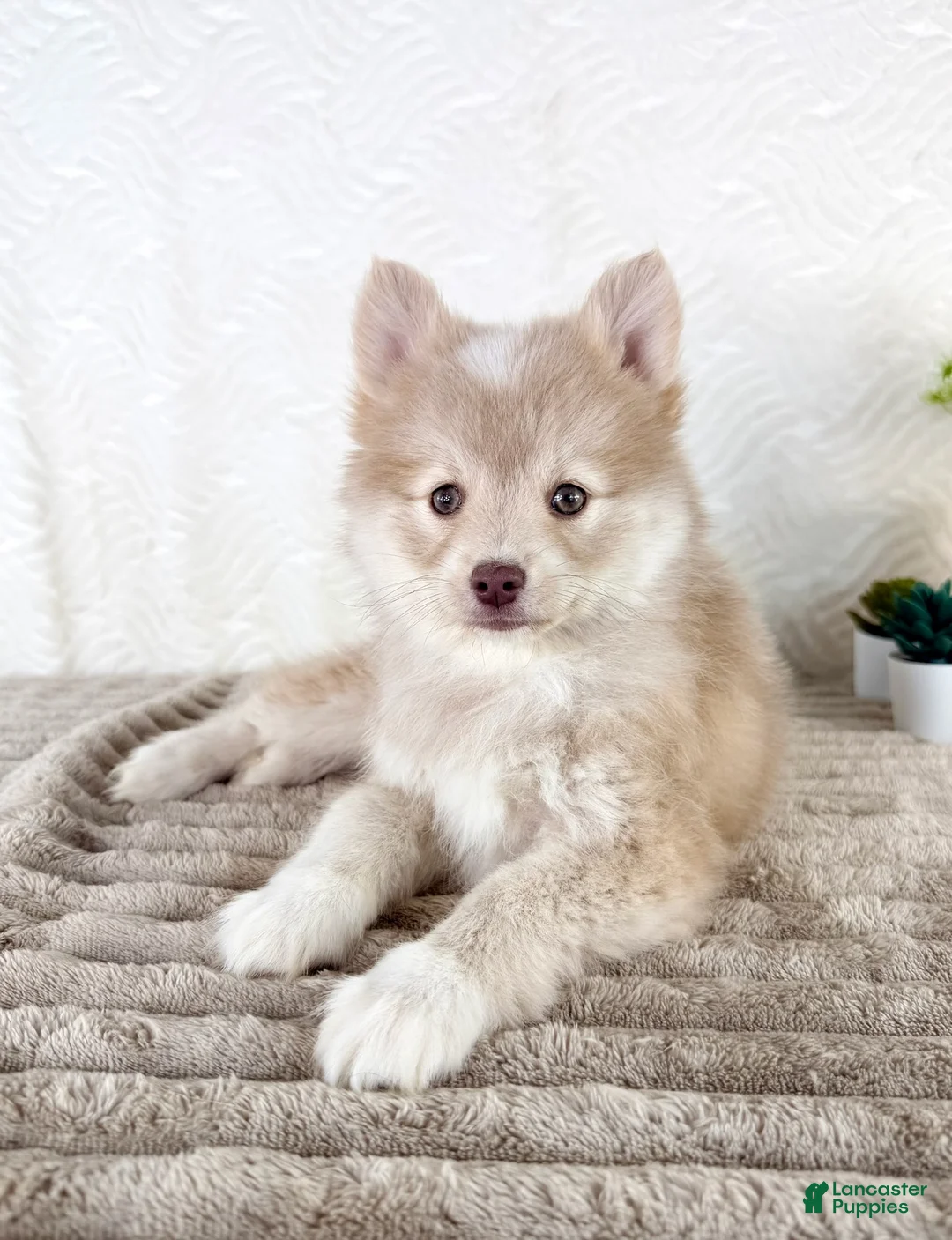 Pomsky dogs for sale: Wolfe - Ad 2