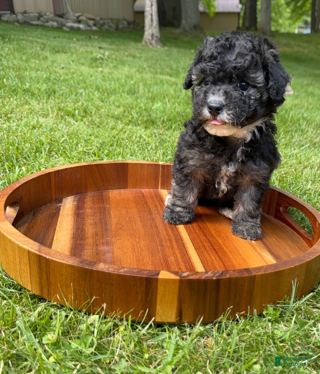Toy Poodle dogs for sale: Dasiy  - Ad 1