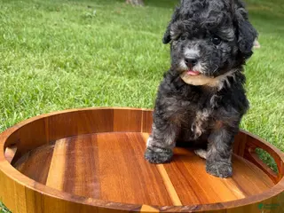 Toy Poodle dogs Dasiy - Ad 36