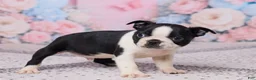 Boston Terrier dogs for sale: Jay - Ad 3