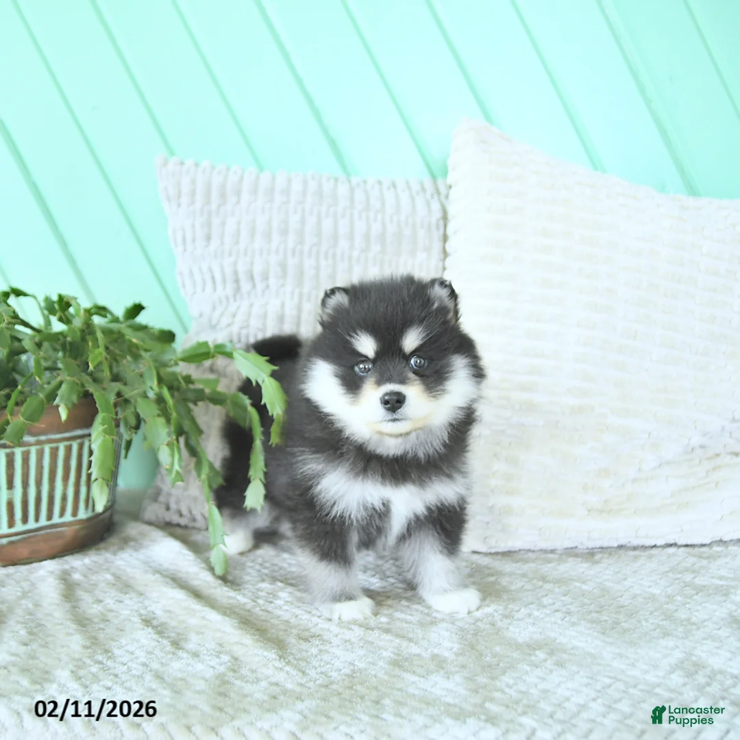 Pomsky dogs for sale: Lexi  - Ad 4