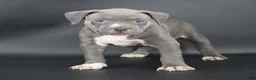 American Bully dogs for sale: Rowena - Ad 1