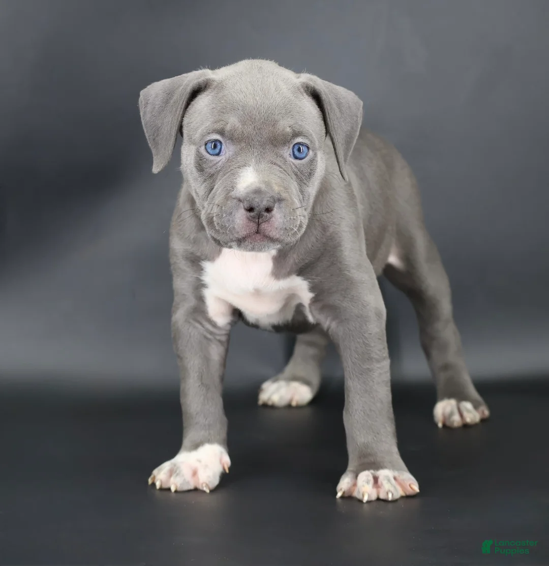 American Bully dogs for sale: Rowena - Ad 1