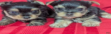 Yorkshire Terrier 3