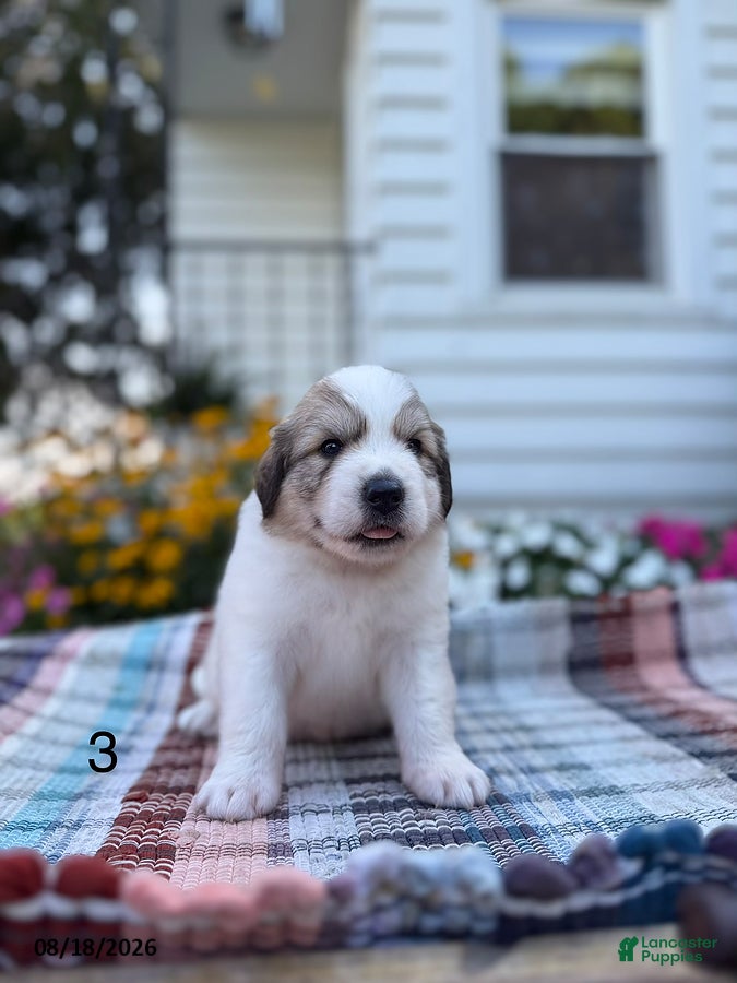 Great Pyrenees dogs Rover - Ad 2
