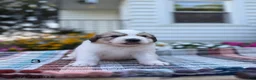 Great Pyrenees dogs for sale: Rover - Ad 2