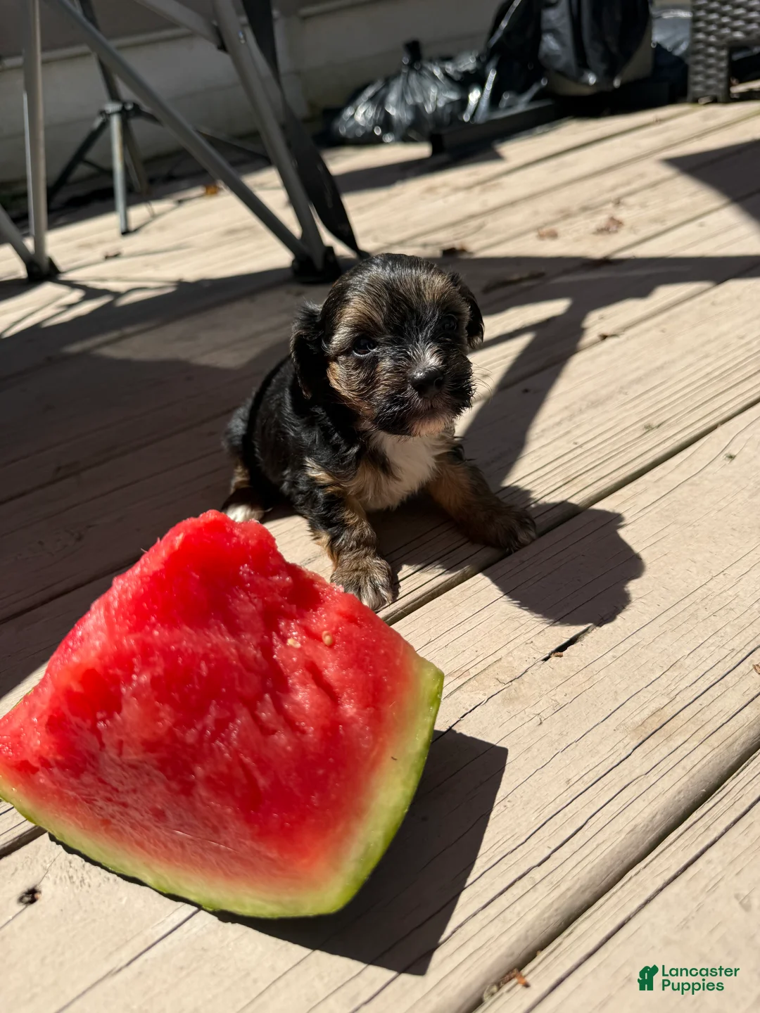 Yorkiepoo dogs for sale: Beast boy - Ad 1