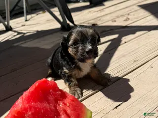 Yorkiepoo dogs Beast boy - Ad 34