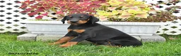 Doberman Pinscher dogs for sale: Prince   - Ad 2