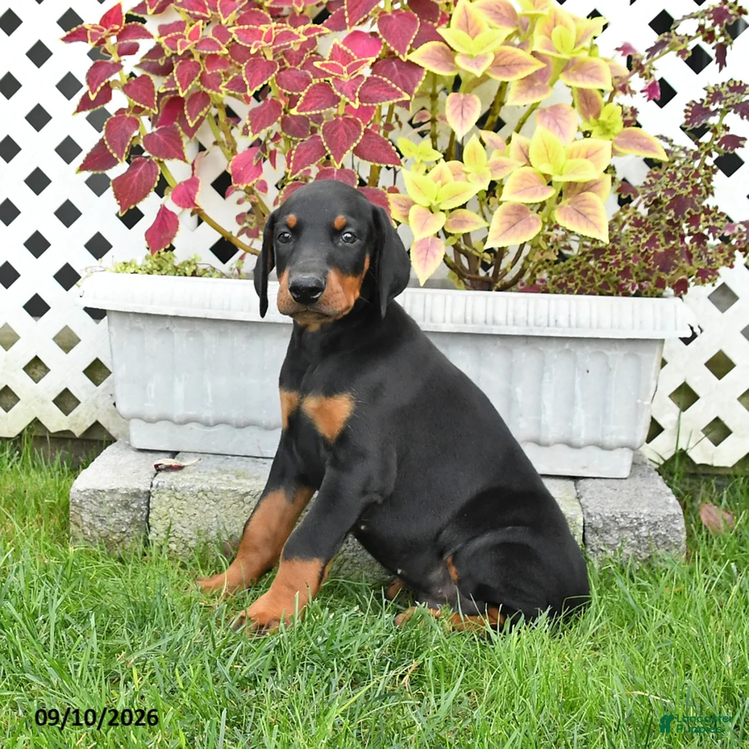 Doberman Pinscher dogs for sale: Prince   - Ad 2