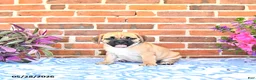 Puggle dogs for sale: Rosia - Ad 4