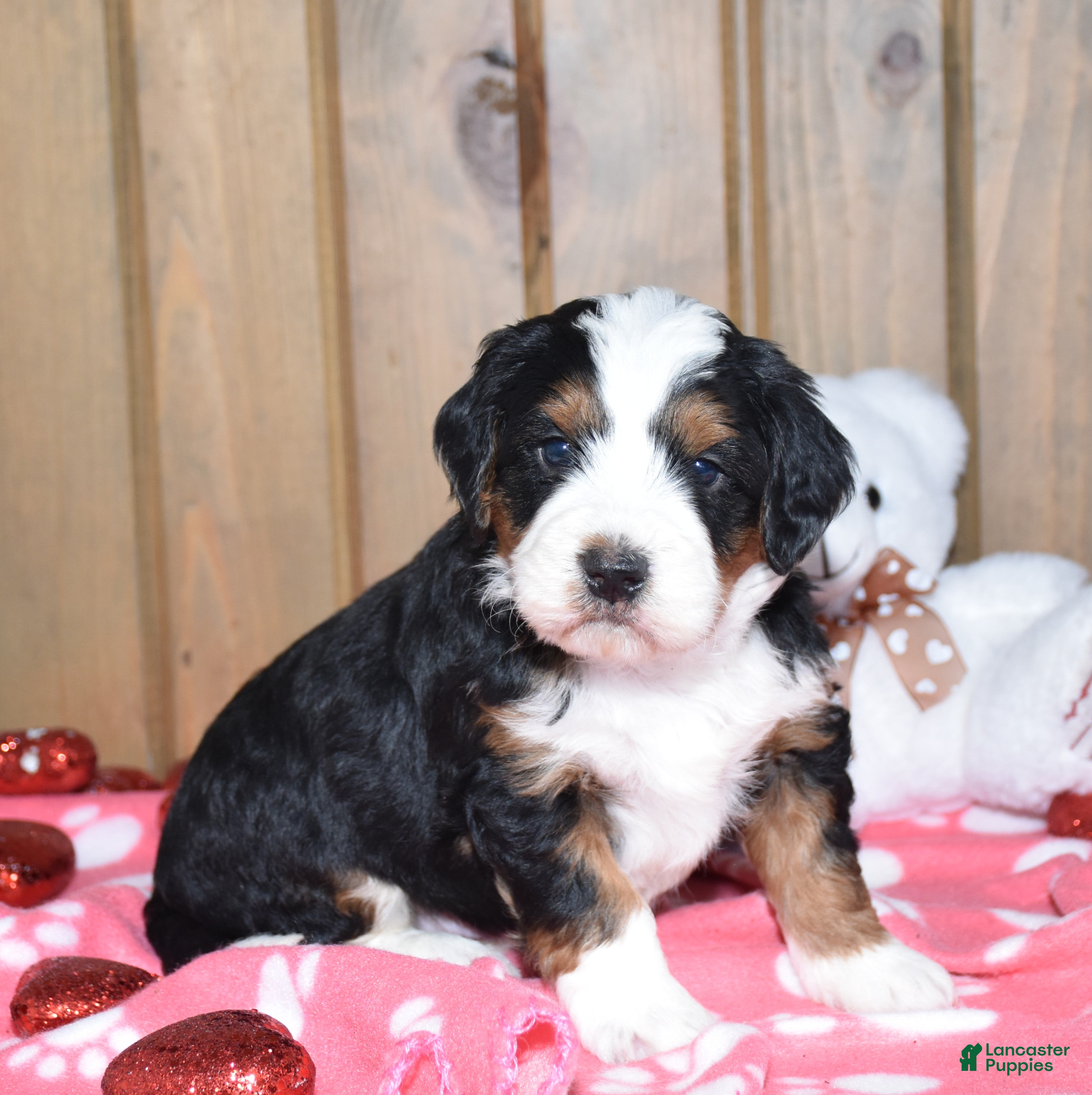 Mini Bernedoodle dogs Marley - Ad 27