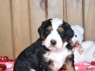 Mini Bernedoodle dogs Marley - Ad 15