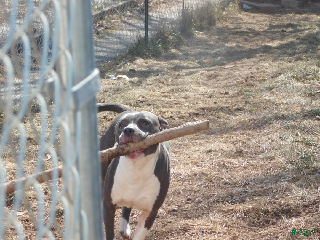 Mixed Breed dogs for sale: Mixed Breed Puppy 3 - Ad 2