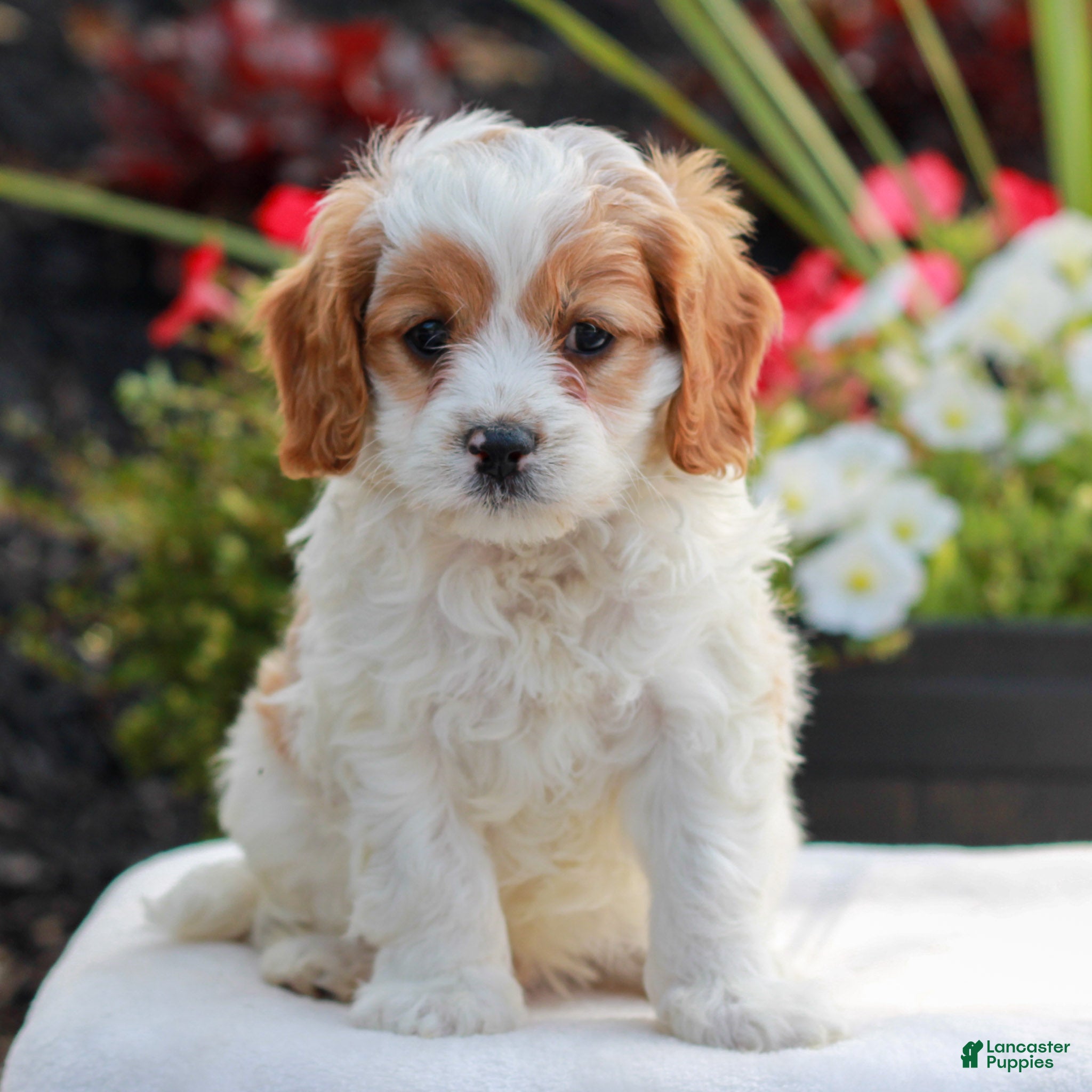 Cavapoo dogs for sale: Winston - Ad 1