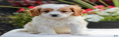 Winston