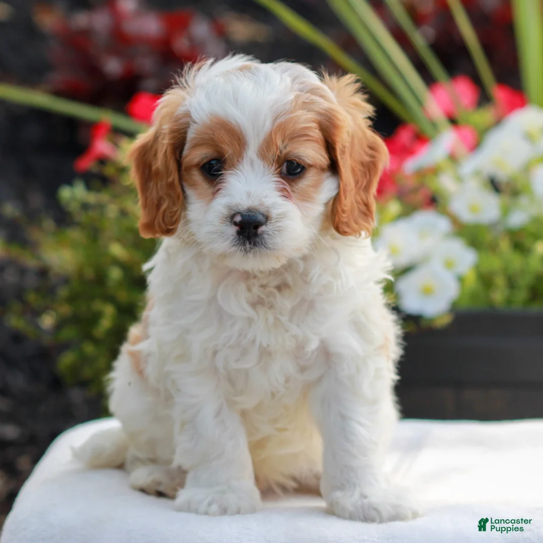 Cavapoo dogs for sale: Winston - Ad 1