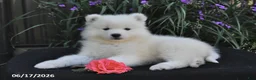 Samoyed dogs for sale: Rocky - Ad 5