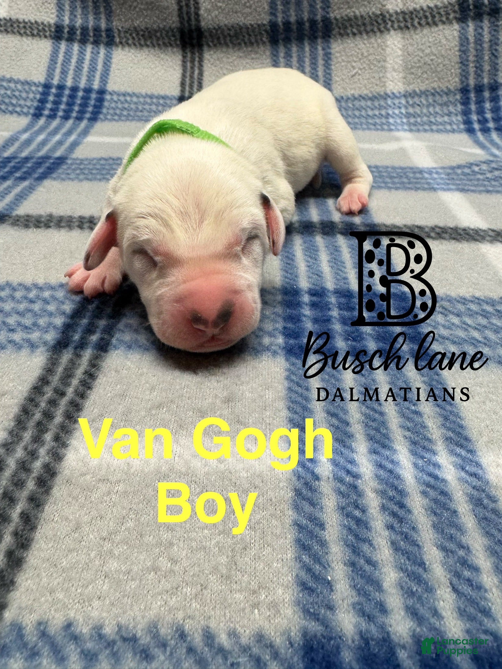 Dalmatian dogs Van Gough - Ad 20