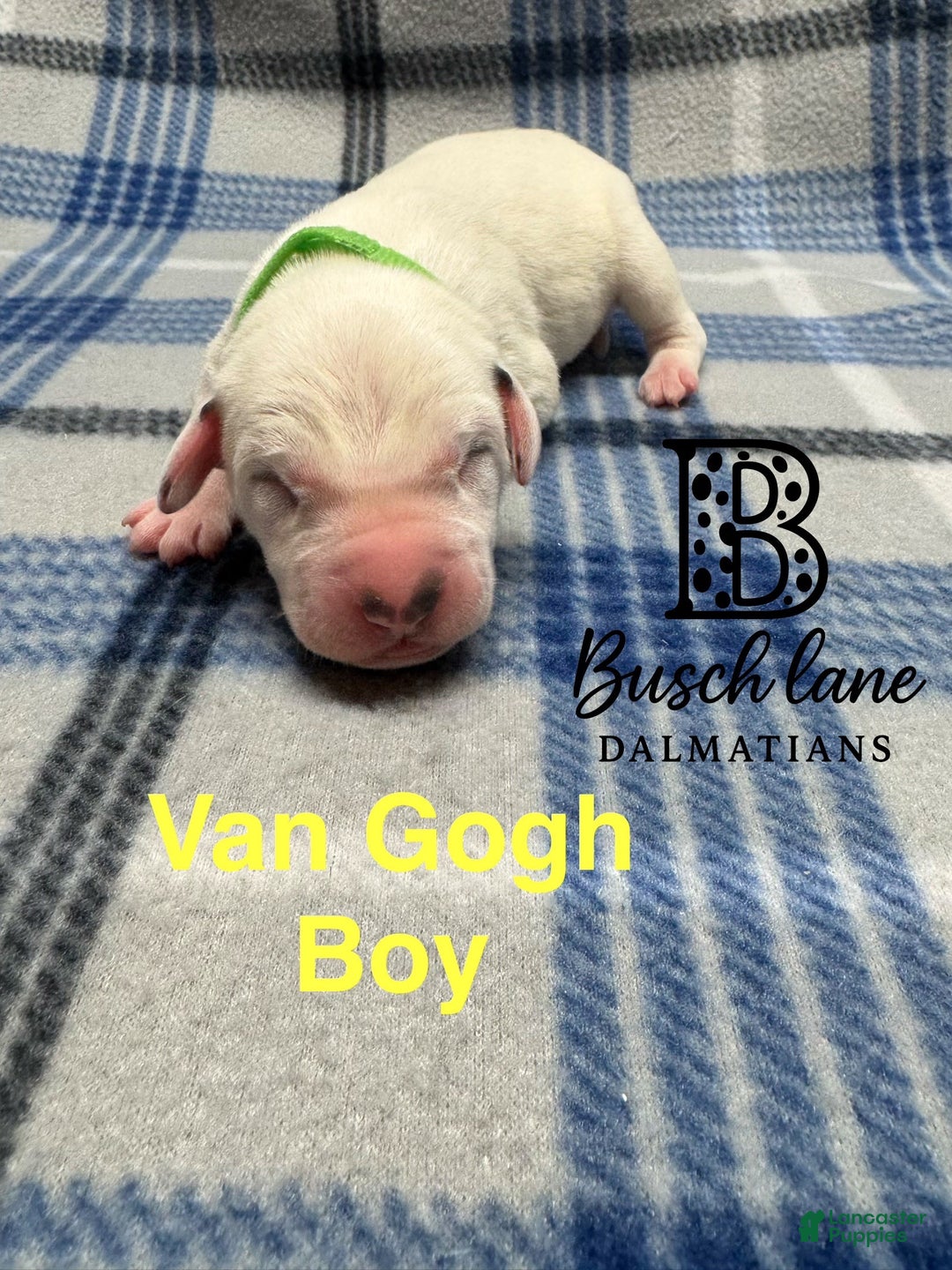 Dalmatian dogs for sale: Van Gough - Ad 1