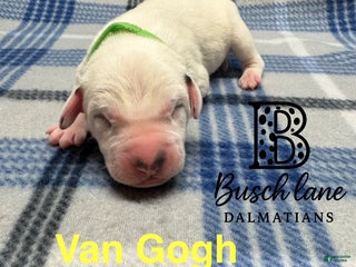 Dalmatian dogs Van Gough - Ad 4