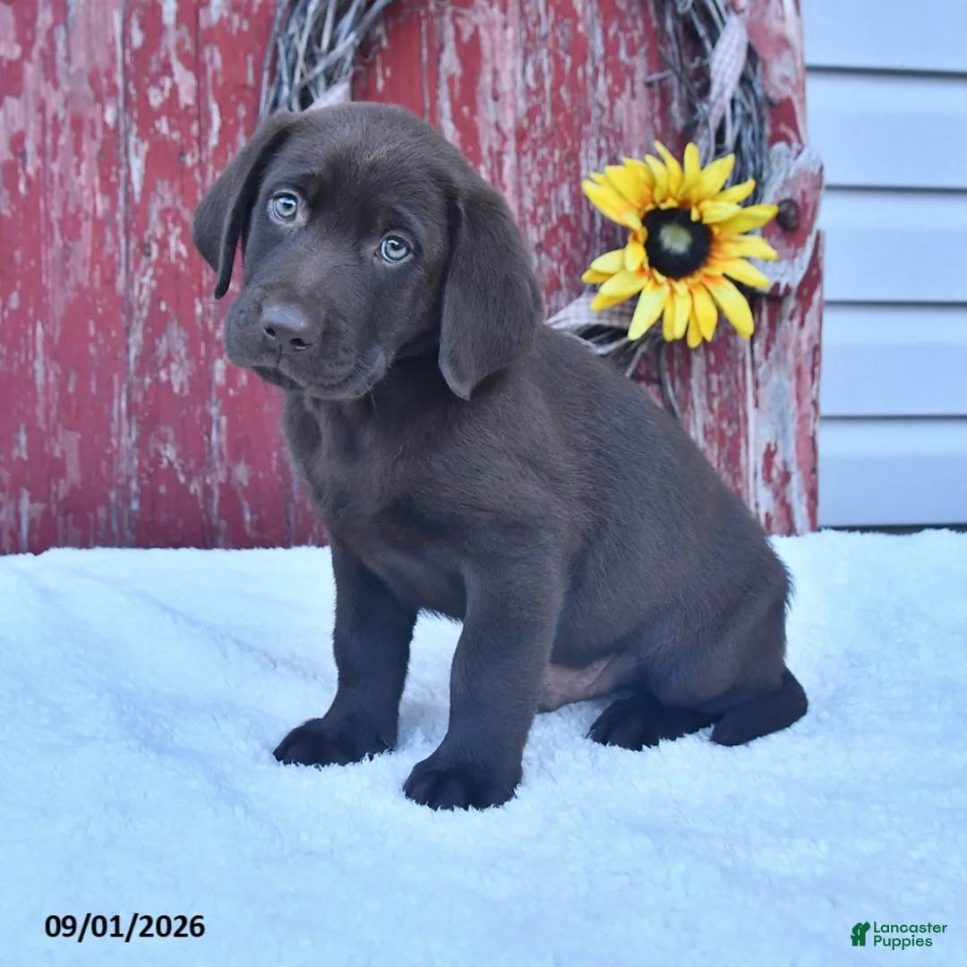 Labrador Retriever dogs for sale: Murphey - Ad 2