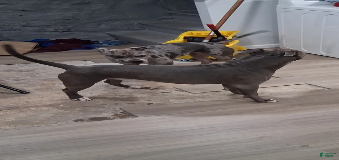 Gallery Image {{count}}