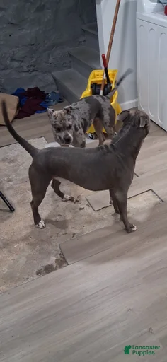 Gallery Image {{count}}