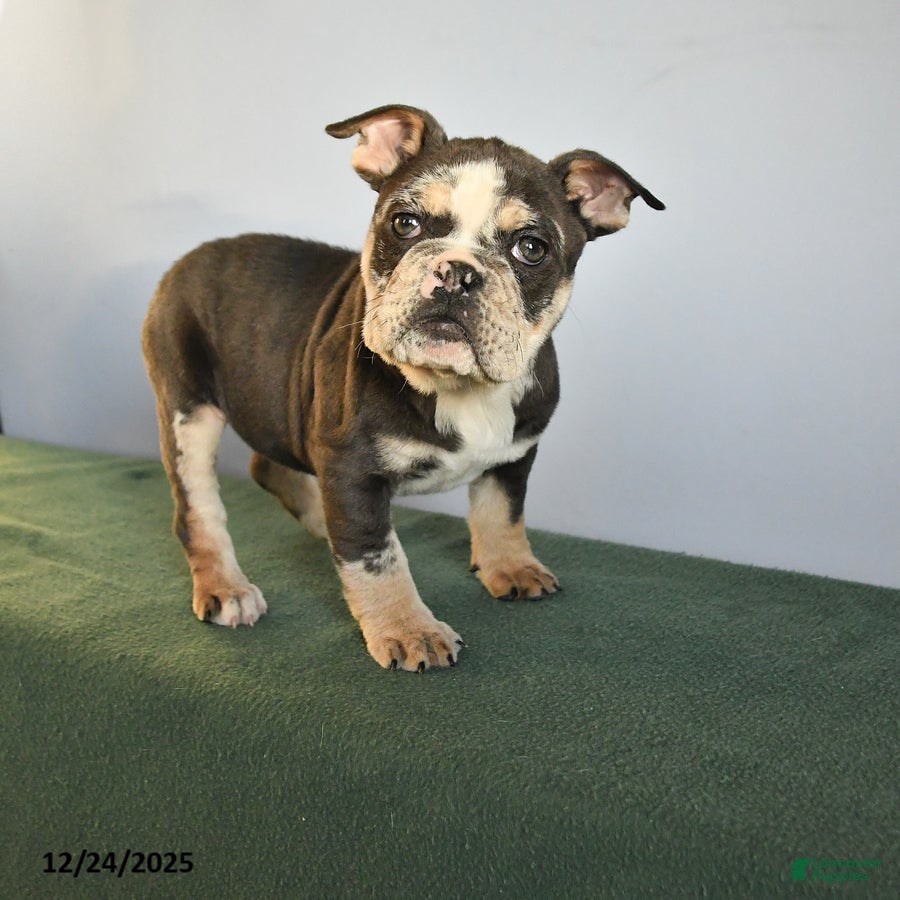 Mixed Breed dogs Meadow - Ad 37