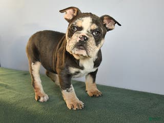 Mixed Breed dogs Meadow - Ad 10