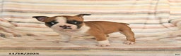Boston Terrier dogs for sale: Dina - Ad 2