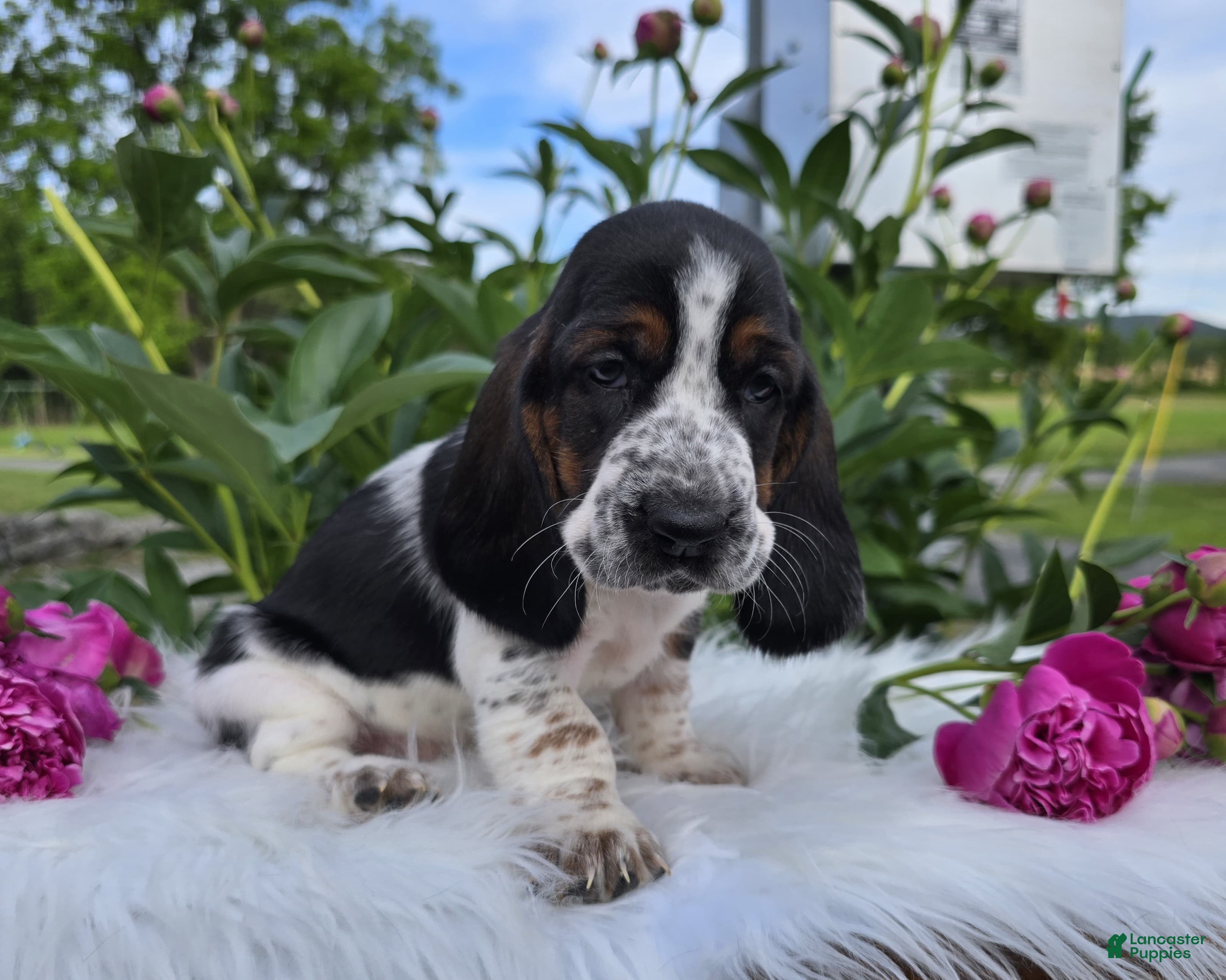 Basset Hound dogs for sale: Bettie - Ad 2