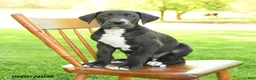 Great Dane dogs for sale: Nikki - Ad 2