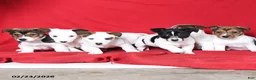 Jack Russell Terrier dogs for sale: Milo - Ad 3
