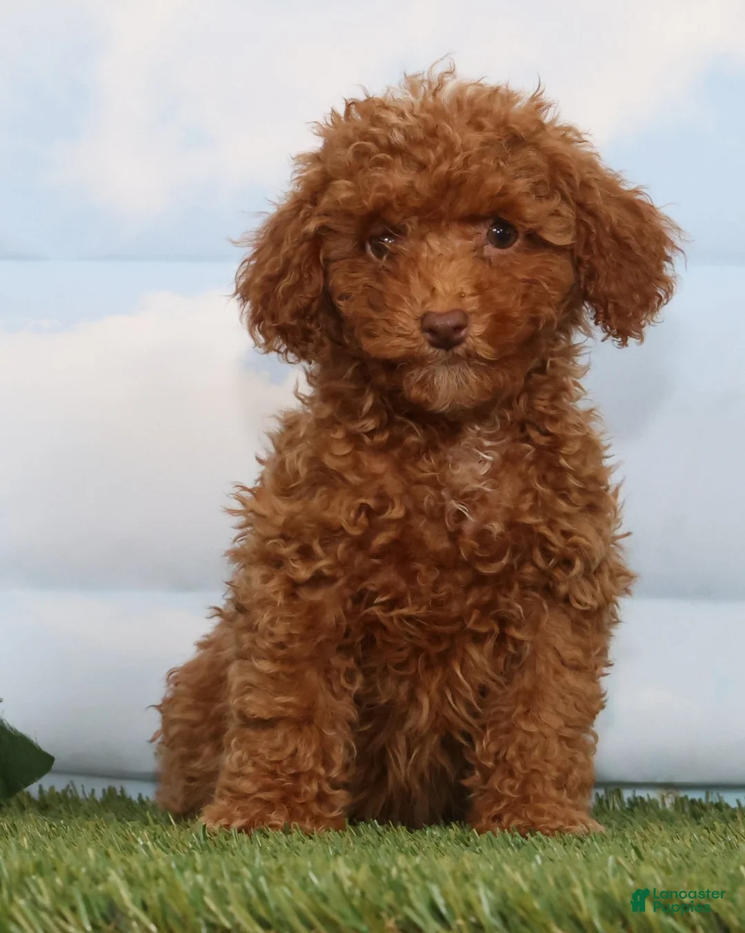 Toy Poodle dogs for sale: Carli - Ad 2