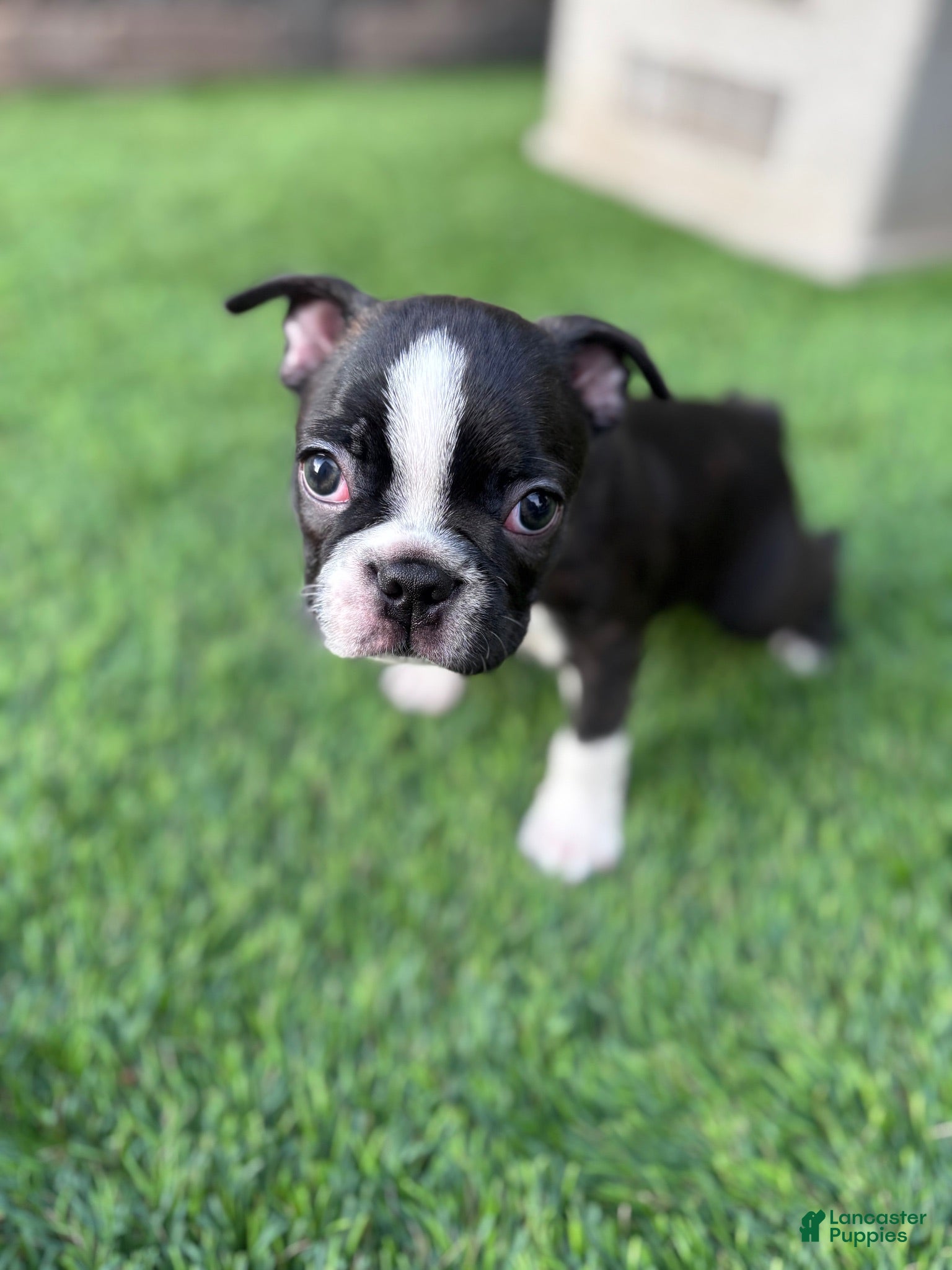 Boston Terrier dogs for sale: Boston Terrier 1 - Ad 2