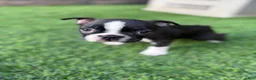 Boston Terrier dogs for sale: Boston Terrier 1 - Ad 1