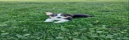 Welsh Corgi Pembroke dogs for sale: Milo - Ad 2