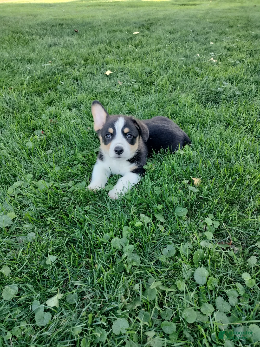 Welsh Corgi Pembroke dogs for sale: Milo - Ad 2